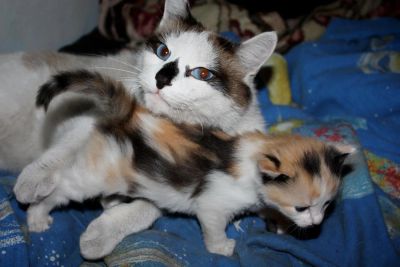 Лот: 3971169. Фото: 1. Ребенок котенок ищет добрых хозяев... Кошки, котята
