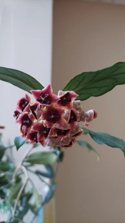 Лот: 19100163. Фото: 1. хойя лобби ((Hoya lobbii) взрослое... Горшечные растения и комнатные цветы
