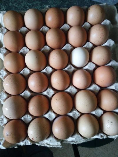 Лот: 7885869. Фото: 1. Яйцо домашнее деревенское. Мясо, птица, яйцо