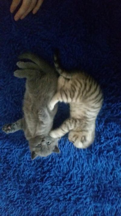 Лот: 6978117. Фото: 1. Продам шотландского прямоухого... Кошки, котята