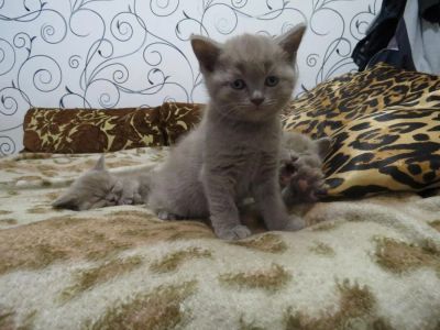 Лот: 4419586. Фото: 1. котята британцы. Кошки, котята