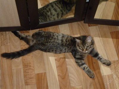 Лот: 2445792. Фото: 1. Отдадим котенка. Кошки, котята