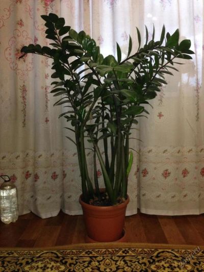 Лот: 5907424. Фото: 1. замиокулькас шикарный 1.25 м здоровое... Горшечные растения и комнатные цветы