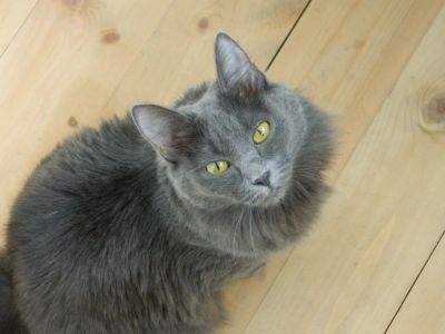 Лот: 10184391. Фото: 1. Кошка. Кошки, котята