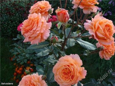 Лот: 833203. Фото: 1. Роза Флорибунда "Том Том"Хорошо... Другое (семена, рассада, садовые растения)