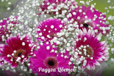 Лот: 6781630. Фото: 1. Фирменный букет от Радуги Цветов... Свежие цветы