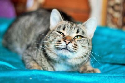 Лот: 4932125. Фото: 1. Шикарный добрый котяра даром. Кошки, котята