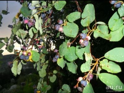 Лот: 13998344. Фото: 1. Саженцы ирги. Ягоды