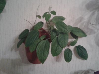 Лот: 3532622. Фото: 1. клеродендрум. Горшечные растения и комнатные цветы