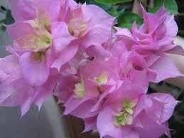Лот: 10640332. Фото: 1. Бугенвиллия махровая "Double Pink... Горшечные растения и комнатные цветы