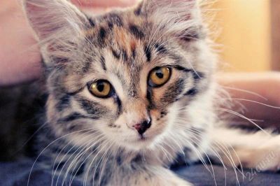 Лот: 2381507. Фото: 1. Помесь мейн-куна. Кошки, котята