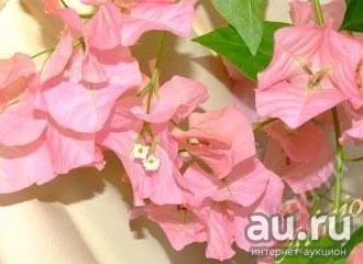 Лот: 11054888. Фото: 1. Бугенвиллея - Australian Pink... Горшечные растения и комнатные цветы