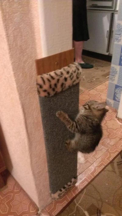 Лот: 6527513. Фото: 1. Кошечка. Кошки, котята