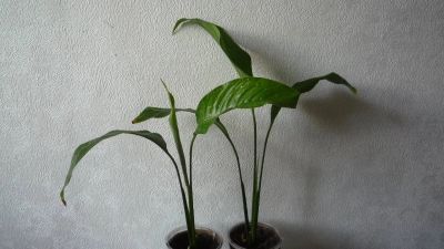 Лот: 12010565. Фото: 1. Спатифиллум 2 (Один из двух продан... Горшечные растения и комнатные цветы