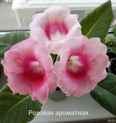Лот: 13333796. Фото: 1. Глоксиния розовая - лист укорененный... Горшечные растения и комнатные цветы