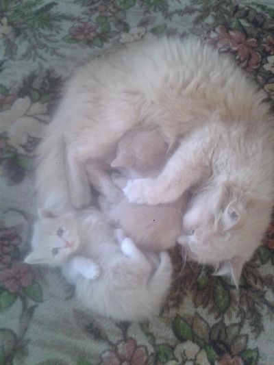 Лот: 6793750. Фото: 1. Подарю котёнка. Кошки, котята
