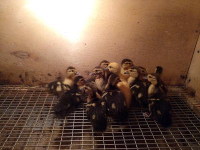 Лот: 5275354. Фото: 1. Утята мускусной утки (индоутка... Птицы