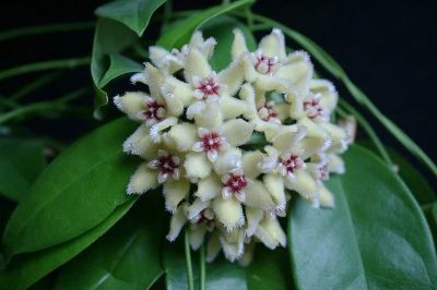 Лот: 7000471. Фото: 1. Хойя буотти Hoya buotii. Горшечные растения и комнатные цветы