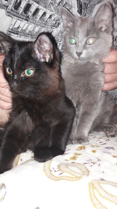 Лот: 9431843. Фото: 1. Котятки. Кошки, котята