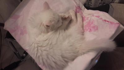 Лот: 6449404. Фото: 1. белый пушистый котенок. Кошки, котята