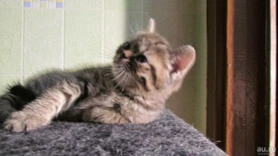 Лот: 8716069. Фото: 1. красивый котенок от экзотического-перса. Корма
