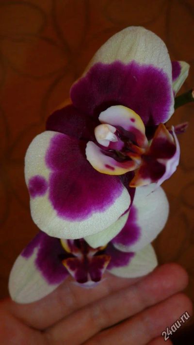 Лот: 4757548. Фото: 1. орхидея фаленопсис (Panda)отцвела. Горшечные растения и комнатные цветы