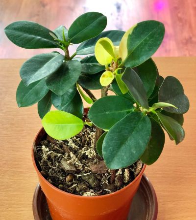 Лот: 13339032. Фото: 1. Фикус (ficus microcarpa cv Green... Горшечные растения и комнатные цветы