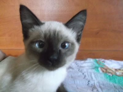 Лот: 9372326. Фото: 1. котенок 2. Кошки, котята