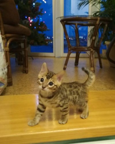 Лот: 12668869. Фото: 1. Бенгальский котенок. Кошки, котята