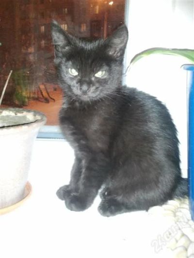 Лот: 2298021. Фото: 1. Котенок в добрые руки. Кошки, котята