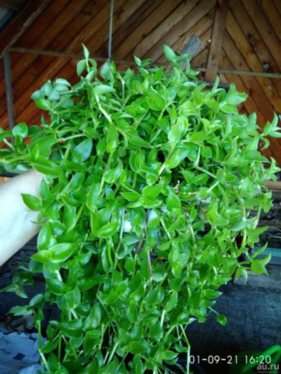 Лот: 18053338. Фото: 1. Каллизия longifolia. Горшечные растения и комнатные цветы