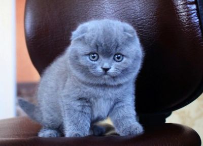 Лот: 12517211. Фото: 1. Продам котят британцев. Кошки, котята