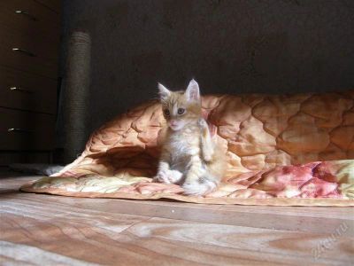 Лот: 1244795. Фото: 1. Рыжий котенок! 2мес, приучен у... Кошки, котята