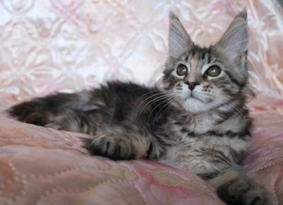 Лот: 4696897. Фото: 1. Перспективные девочки породы мейн... Кошки, котята