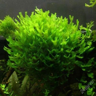 Лот: 1575710. Фото: 1. Моносолениум (Monosolenium tenerum... Водные растения
