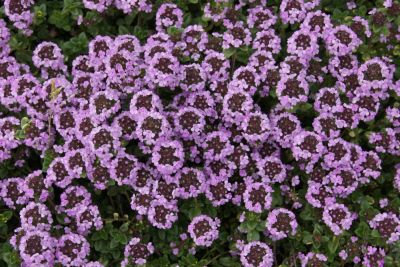 Лот: 9762634. Фото: 1. Чабрец "Дон Валлей" (Thymus "Doone... Садовые цветы