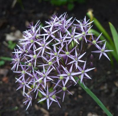 Лот: 4388081. Фото: 1. Лук декоративный Allium. Другое (семена, рассада, садовые растения)
