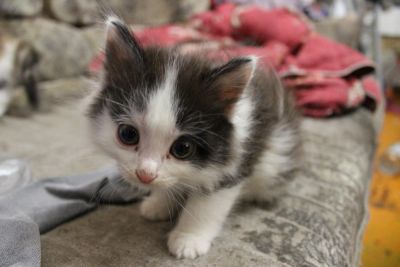 Лот: 7016162. Фото: 1. Котенок #1. Кошки, котята