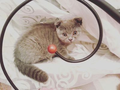 Лот: 6779543. Фото: 1. Шотландская вислоухая кошечка. Кошки, котята