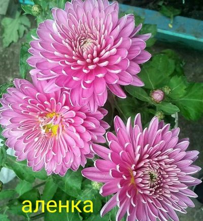 Лот: 13271713. Фото: 1. Хризантемы Корейские Аленка и... Садовые цветы