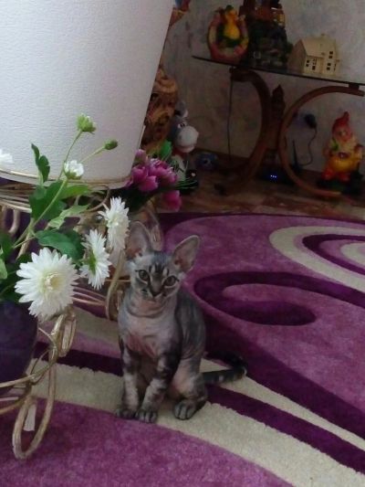 Лот: 7022351. Фото: 1. Котенок породы девон-рекс. Кошки, котята