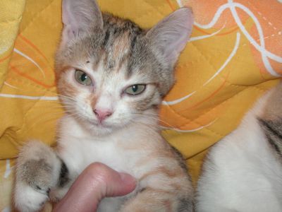 Лот: 5525758. Фото: 1. котейка, приносящая счастье. Кошки, котята