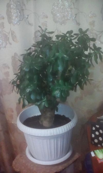 Лот: 15548634. Фото: 1. Денежное дерево. Горшечные растения и комнатные цветы
