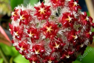Лот: 3158121. Фото: 1. Хойя миндоренсис ред--Hoya mindorensis... Горшечные растения и комнатные цветы