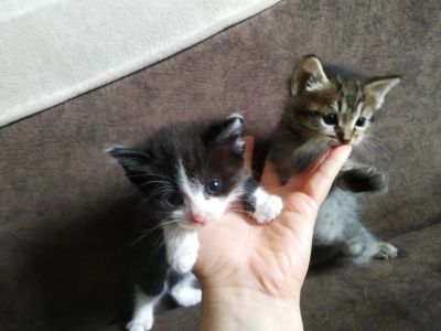 Лот: 19007657. Фото: 1. Котята. Кошки, котята