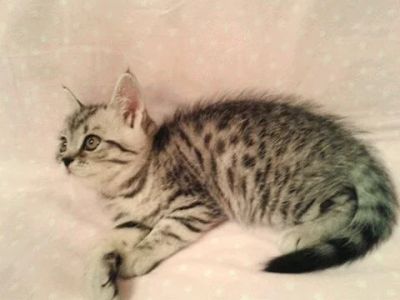 Лот: 8925368. Фото: 1. Британский котёнок ( девочка). Кошки, котята