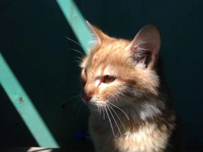 Лот: 10542180. Фото: 1. Котенок! Цвет ржавый. Добрейшей... Кошки, котята