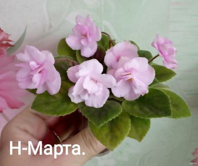 Лот: 10374721. Фото: 1. Фиалка Н-Марта (мини) - лист. Горшечные растения и комнатные цветы