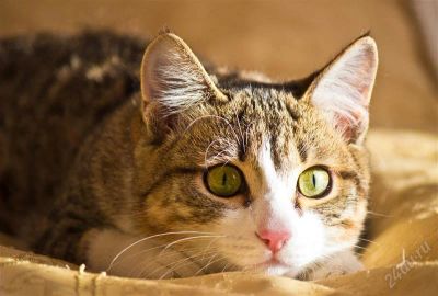 Лот: 2257081. Фото: 1. Кот Матроскин :). Кошки, котята