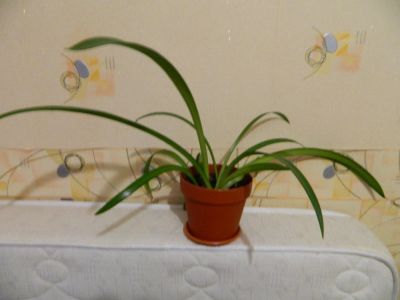 Лот: 7449417. Фото: 1. Растение. Горшечные растения и комнатные цветы